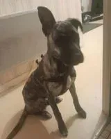 EMERGENCY: Dog lost in Mouilleron-Saint-Germain