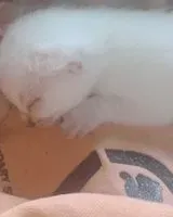 URGENCIA: Gato perdido(a) en Guaraciama
