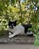 Cat lost in Serramazzoni