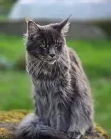 URGENCE : Chat perdu(e) à Montfort-le-Gesnois