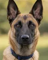 Dog lost in Ensenada