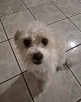 Dog lost in Riverside