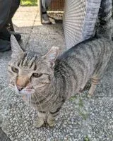 NOTFALL: Katze in Cérons gefunden