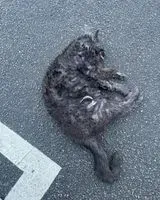 EMERGENCY: Cat found in Île d'Errand