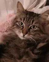 EMERGENCY: Cat lost in Nieul-le-Dolent