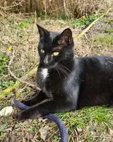 NOTFALL: Katze in Fresquiennes verloren