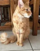 URGENZA: Gatto smarrito(a) a Pauillac