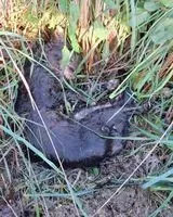 NOTFALL: Katze in Pontchâteau gefunden