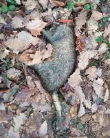 URGENZA: Gatto trovato(a) a Nantes