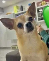 Dog lost in Rome