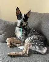 Hund in Barcelona verloren