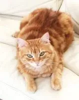URGÊNCIA: Gato perdido(a) em Saint-Brevin-les-Pins