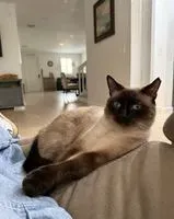 URGENCIA: Gato perdido(a) en Miami