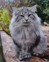 Gatto smarrito(a) a San Pietro Di Feletto