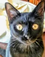 Cat lost in Oeiras