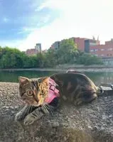 Cat lost in Donostia San Sebastian