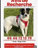 NOTFALL: Hund in Cadillac-sur-Garonne verloren