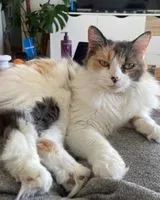 Cat lost in Vertou