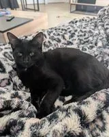 URGENCIA: Gato perdido(a) en Challans