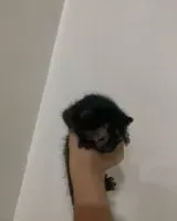 Gatto smarrito(a) a Manoel Vitorino