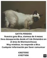 URGENCIA: Gato perdido(a) en Culleredo