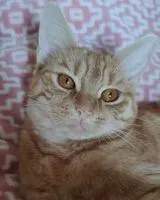 Gato