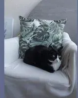 NOTFALL: Katze in Plouhinec verloren