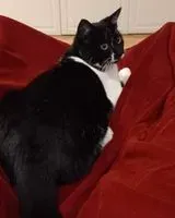 NOTFALL: Katze in San Miniato verloren