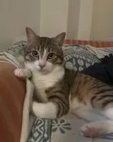 Cat lost in Torres Torres