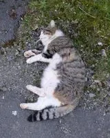 EMERGENCY: Cat found in Saint-Fiacre-sur-Maine