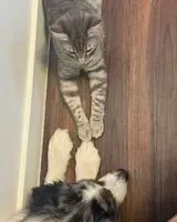 URGENCE : Chat perdu(e) à Philomath