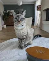 URGÊNCIA: Gato perdido(a) em Mers-sur-Indre