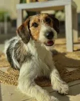 Hund in Vernoil Le Fourrier verloren