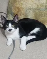 Cat lost in Madrid