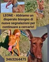 Cane smarrito(a) a Serramazzoni