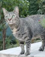 URGÊNCIA: Gato perdido(a) em Eyguières