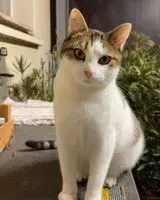 Chat perdu(e) à Saint Andre Sur Vieux Jonc