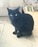 Cat lost in Nantes
