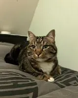EMERGENCY: Cat lost in Rives-du-Loir-en-Anjou