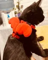 URGENCE : Chat perdu(e) à Cutral Có