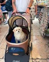 Cane smarrito(a) a Verona