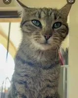 Gatto smarrito(a) a Treia