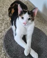 NOTFALL: Katze in Bagnacavallo verloren