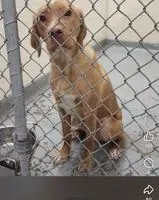 URGENCE : Chien perdu(e) à Anchorage