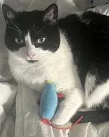 URGENCE : Chat perdu(e) à Quimper