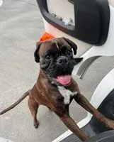 NOTFALL: Hund in Créon verloren