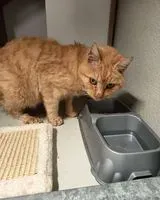 EMERGENCY: Cat found in Essarts-en-Bocage