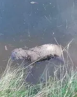URGENCE : Chat trouvé(e) à L'Île-d'Olonne