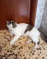Gatto smarrito(a) a Maia