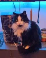 URGENCIA: Gato perdido(a) en Annonay